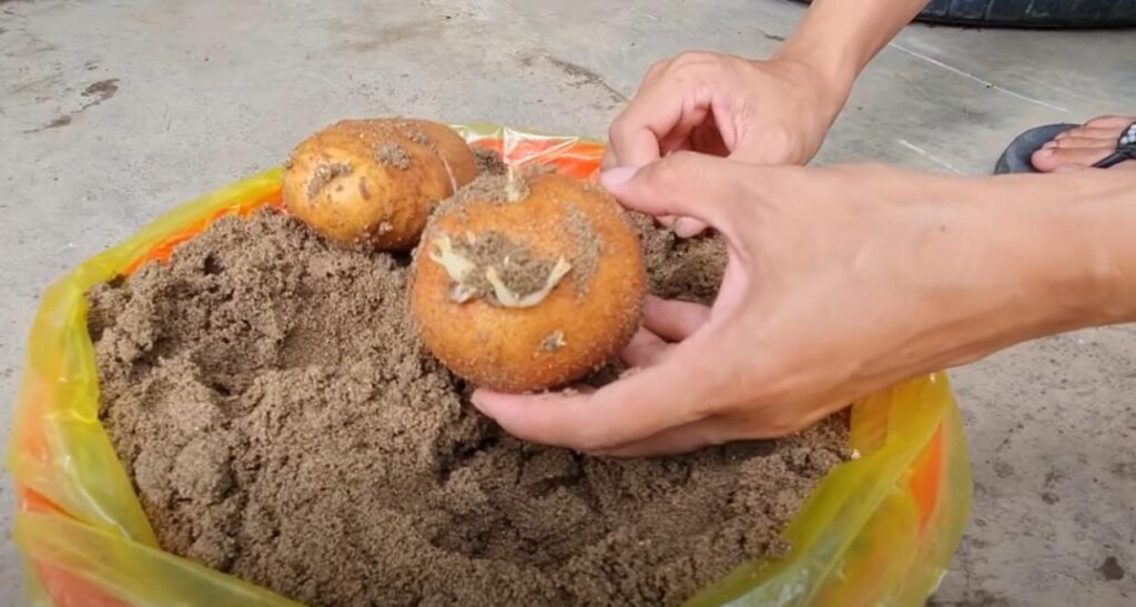 Как вырастить картофель в старых пластиковых ведрах Как вырастить картофель в старых пластиковых ведрах