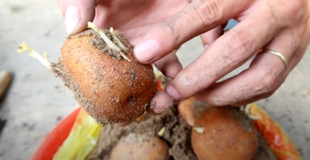 Как вырастить картофель в старых пластиковых ведрах Как вырастить картофель в старых пластиковых ведрах